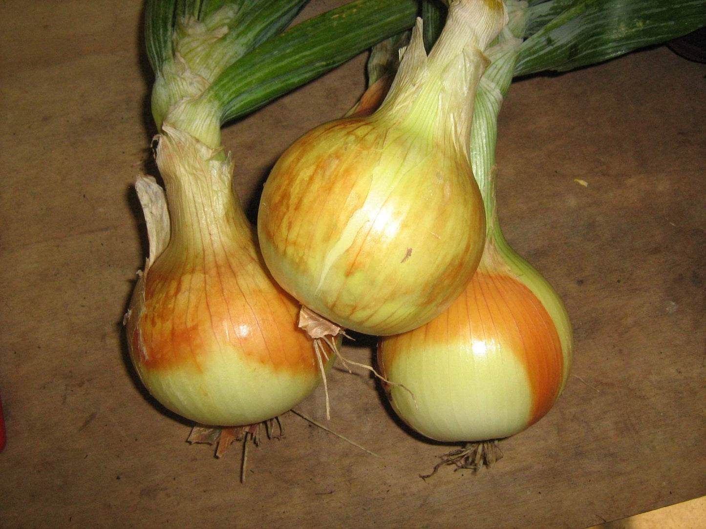 Onion 'Cortland' - 50 Plant Bunch - Streambank Gardens
