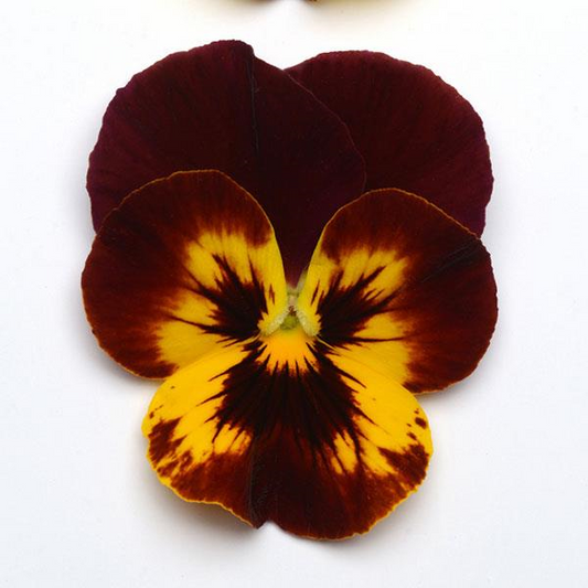 Pansy Cool Wave™ 'Fire'