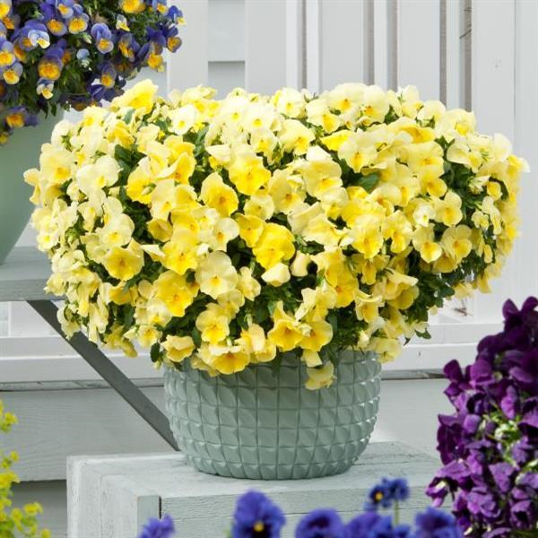Pansy Cool Wave™ 'Lemon' Plants