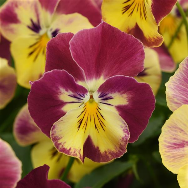 Pansy Cool Wave™ 'Strawberry Swirl'