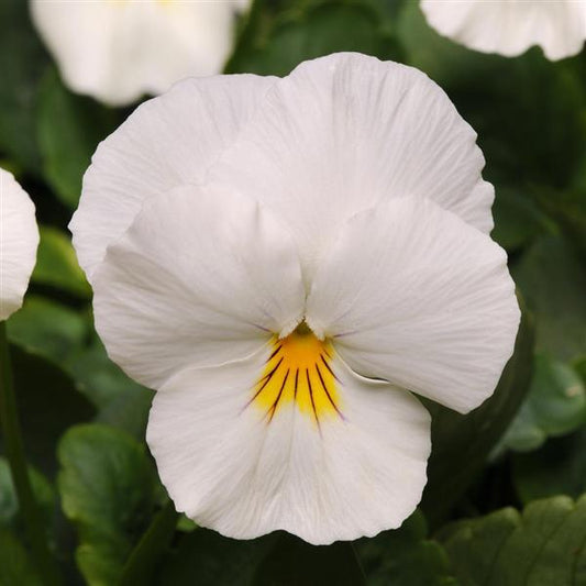 Pansy Cool Wave™ 'White' Plants