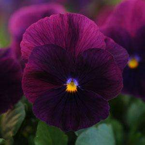 Pansy Cool Wave™ 'Purple' Plants