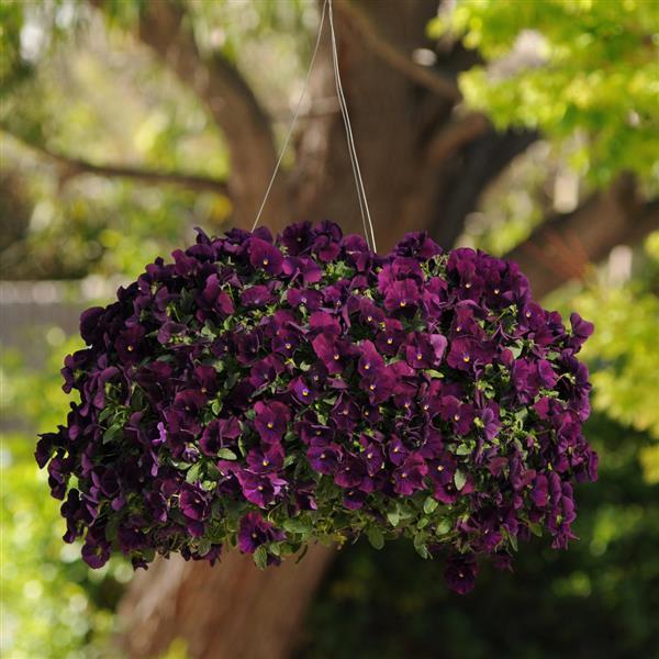 pansy hanging plant Pansy Cool Wave™ 'Purple' Plants – Streambank Gardens