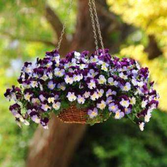 Pansy Cool Wave™ 'Violet Wing' Plant - Streambank Gardens
