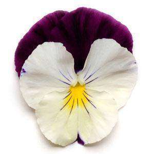 Pansy Cool Wave™ 'Violet Wing' Plants