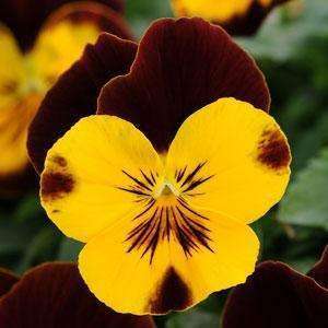 Pansy Cool Wave™ 'Sunshine and Wine' Plants