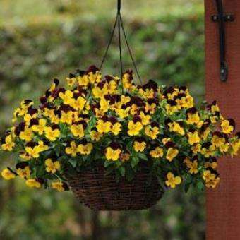 Pansy Cool Wave™ 'Sunshine and Wine' Plants
