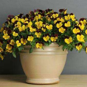 Pansy Cool Wave™ 'Sunshine and Wine' Plants