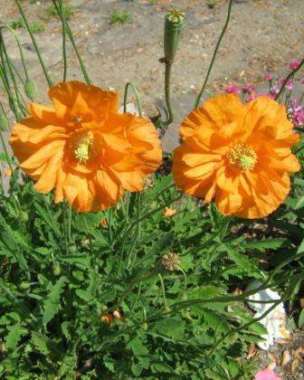 Papaver rupifragum 'Double Tangerine Gem' Plant - Streambank Gardens
