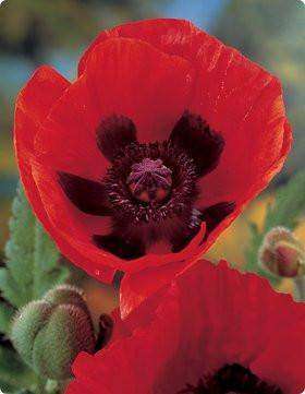 Papaver orientale 'Brilliant' Plant - Streambank Gardens
