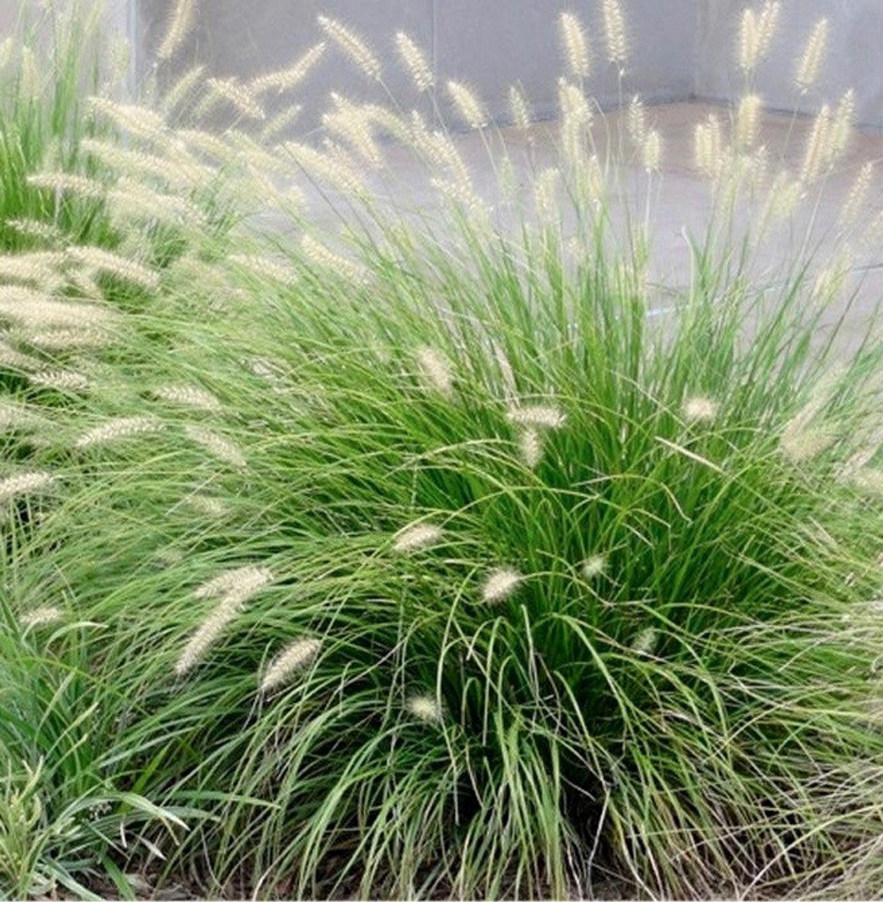 Pennisetum 'Little Bunny' (Dwarf Fountain Grass) Plants