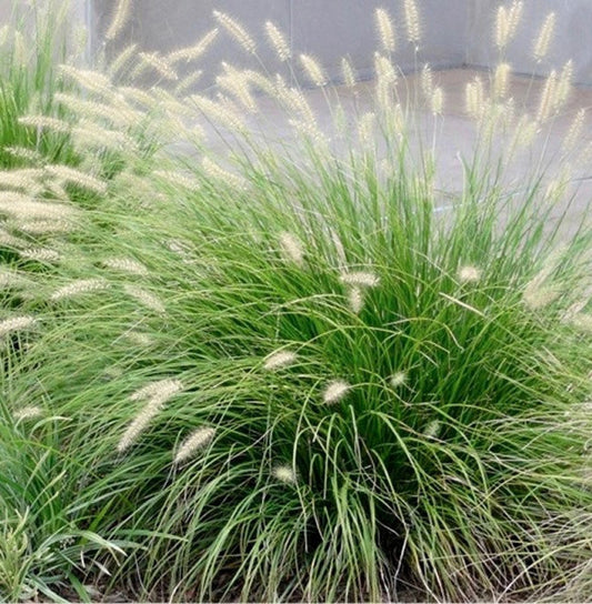 Pennisetum 'Little Bunny' (Dwarf Fountain Grass) Plants