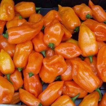 Pepper 'Habanero' - 6 Plants - Streambank Gardens
