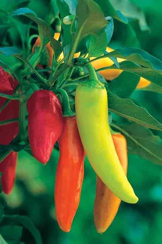 Pepper 'Hungarian Hot Wax' - 6 Plants - Streambank Gardens
