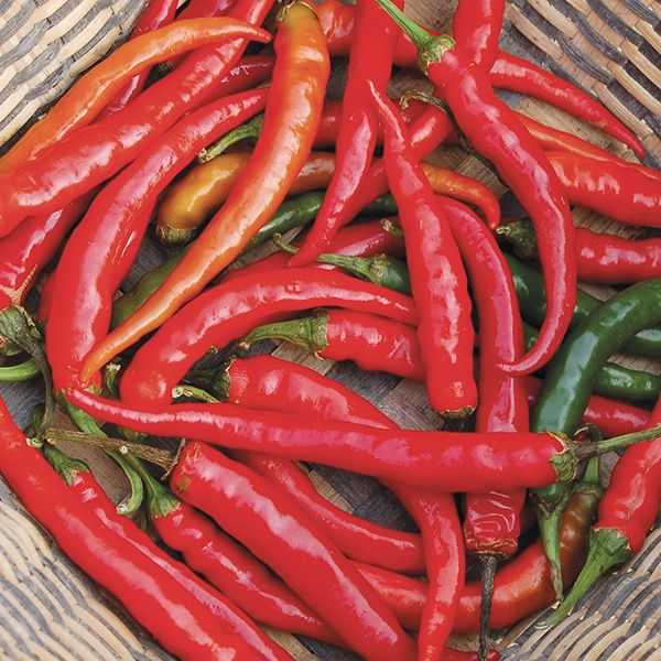 Pepper 'Ring of Fire' Plants