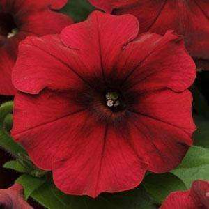 Petunia Easy Wave® Red Velour Spreading Petunia - Streambank Gardens
 - 2