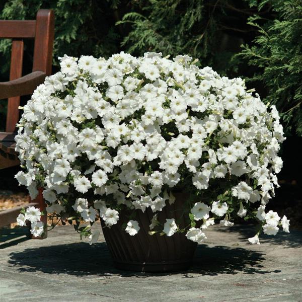 Petunia Easy Wave® White Plants