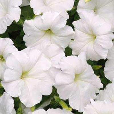 Petunia Easy Wave® White Plants