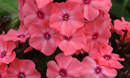 Phlox paniculata Candy Store® 'Coral Creme Drop