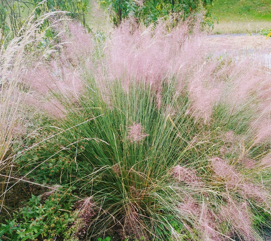 Muhlbergia capillaris 'Pink Hair Grass'