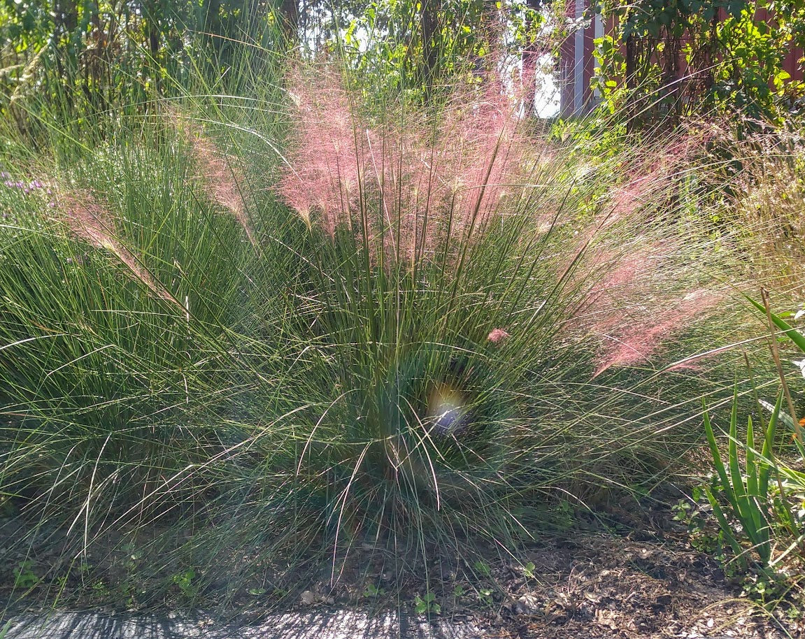 Muhlbergia capillaris 'Pink Hair Grass'