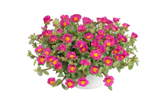 Portulaca oleracea 'Pazazz­™ Nano Fuchsia' Plants