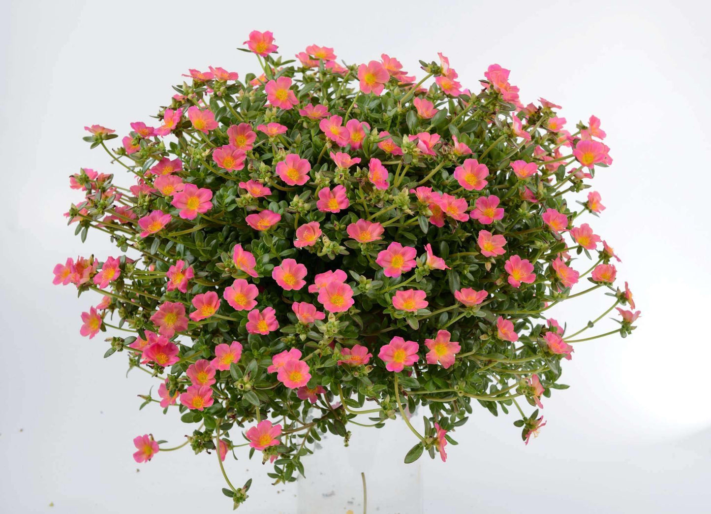 Portulaca oleracea 'Pazazz­™ Pink Glow' (Moss Rose) - Streambank Gardens
 - 2