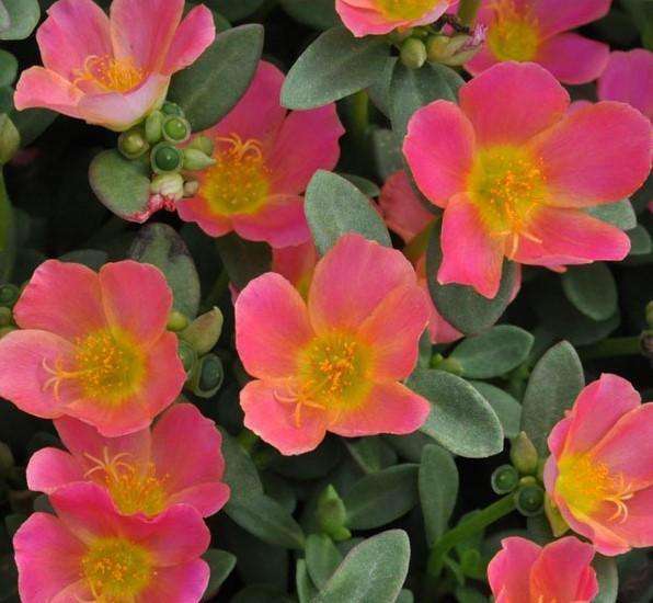 Portulaca oleracea 'Pazazz­™ Pink Glow' (Moss Rose) - Streambank Gardens
 - 1