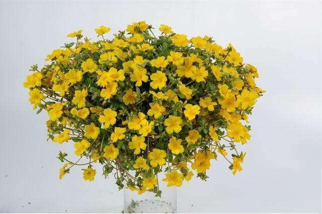 Portulaca oleracea 'Pazazz­™ Vivid Yellow' (Moss Rose) - Streambank Gardens
 - 2