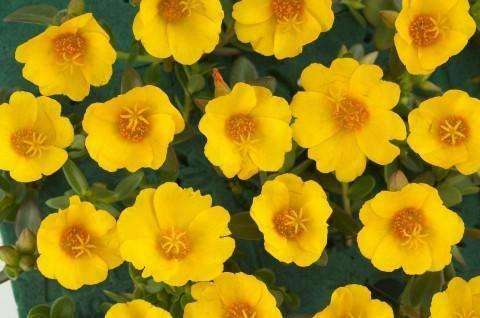 Portulaca oleracea 'Pazazz­™ Vivid Yellow' (Moss Rose) - Streambank Gardens
 - 1