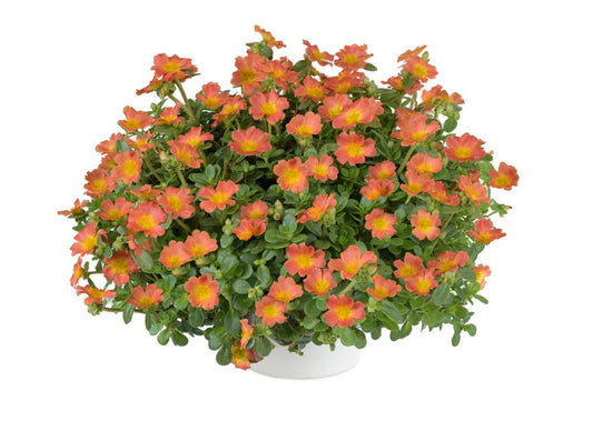 Portulaca oleracea 'Pazazz­™ Nano Orange' Plants