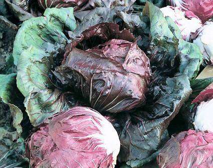 Raddichio 'Palla Rossa' - 6 Plants - Streambank Gardens