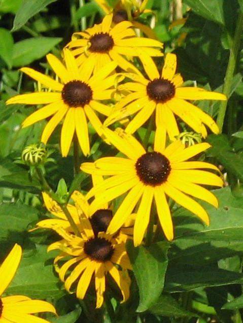 Rudbeckia fulgida 'Goldsturm' Plant - Streambank Gardens
