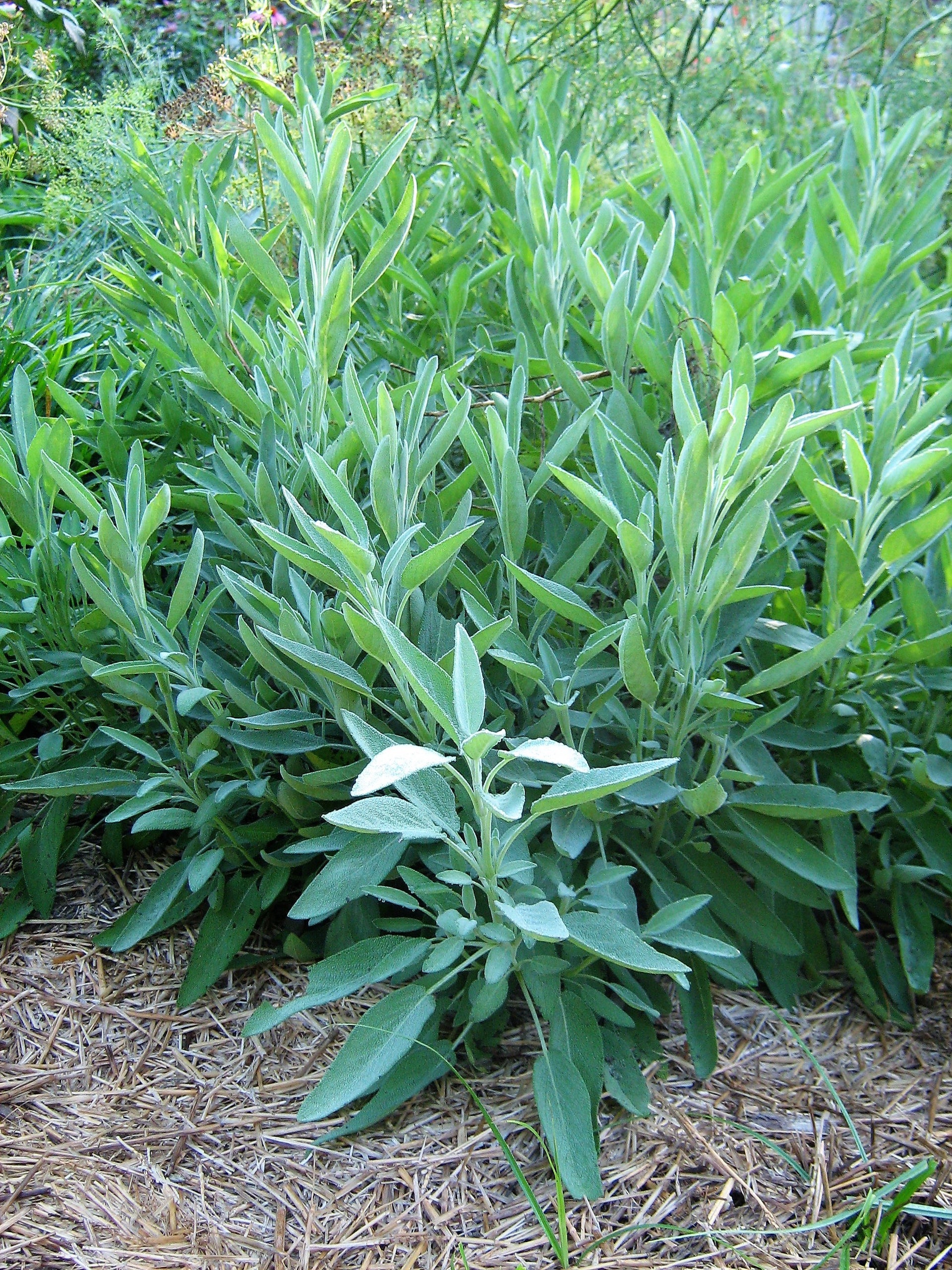 Sage Plants For Sale – Streambank Gardens