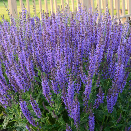 Salvia 'May Night' Plants