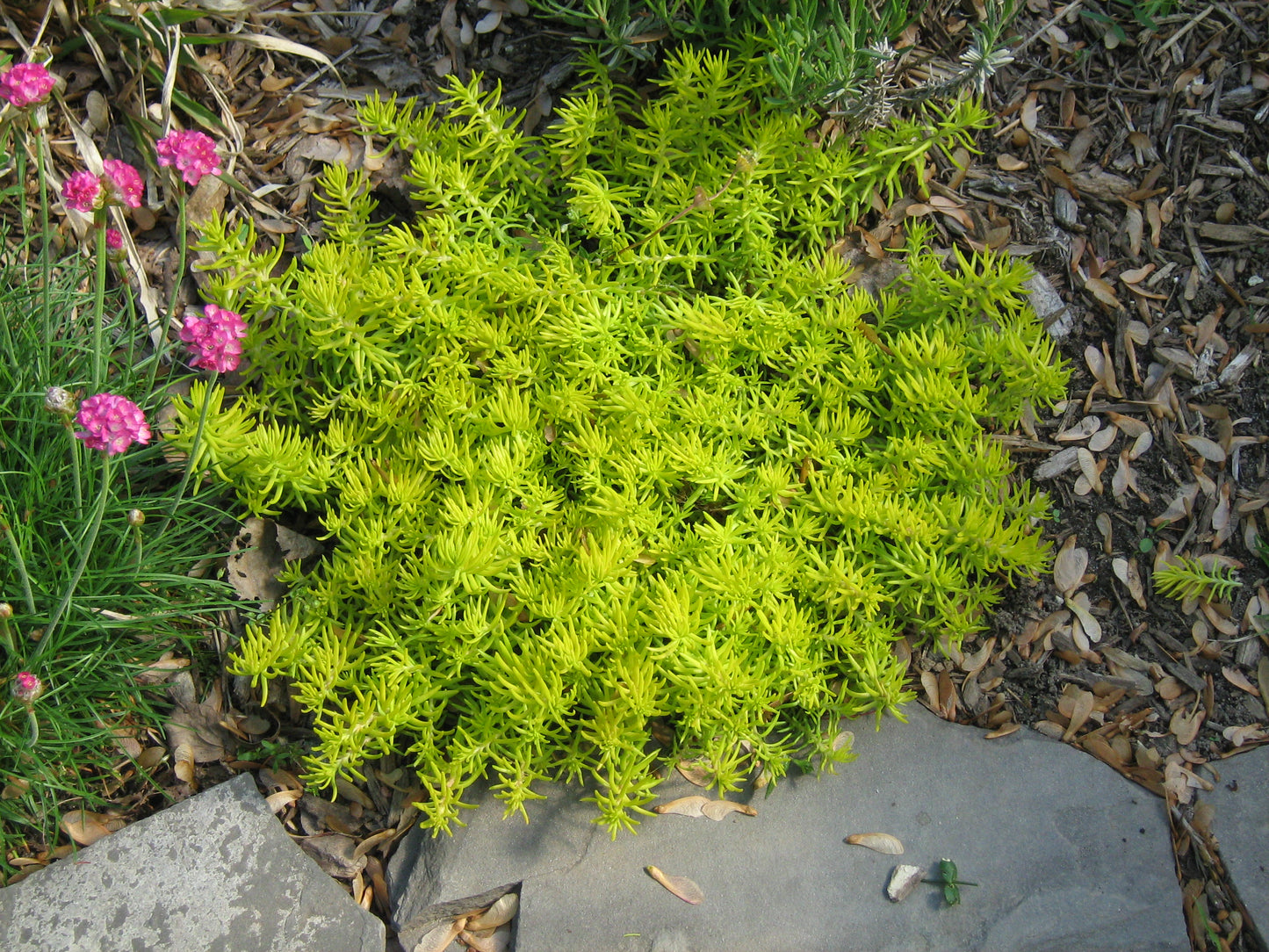 Sedum rupestre 'Angelina' Plants