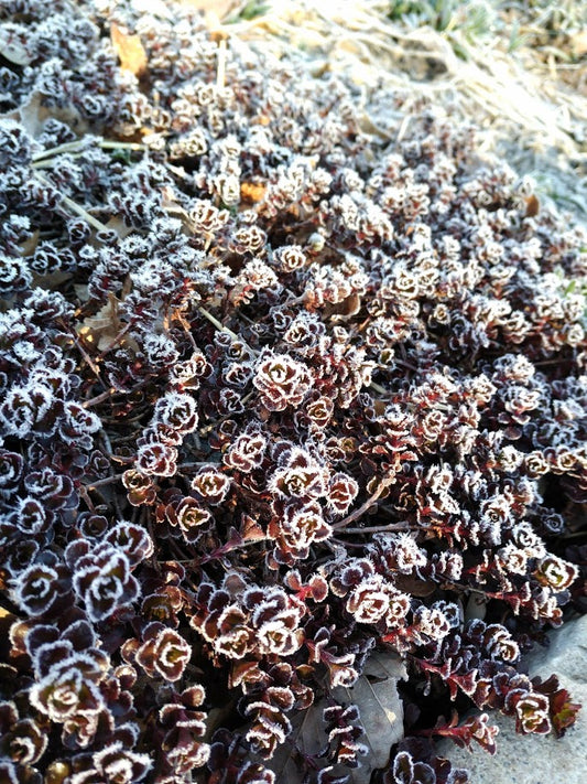 Dragon's Blood Sedum on a Frosty Morning