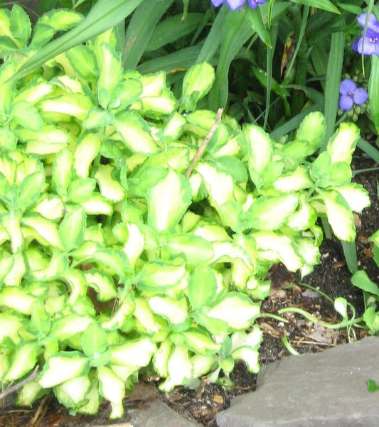 Sedum sieboldii 'Mediovariegata' Plant - Streambank Gardens
