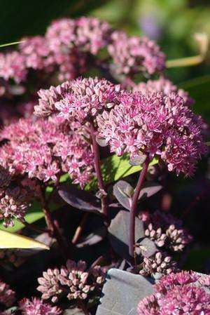 Sedum 'Vera Jamison' - Streambank Gardens
