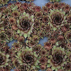 Sempervivum 'Kalinda', Kalinda Hens & Chicks Plants