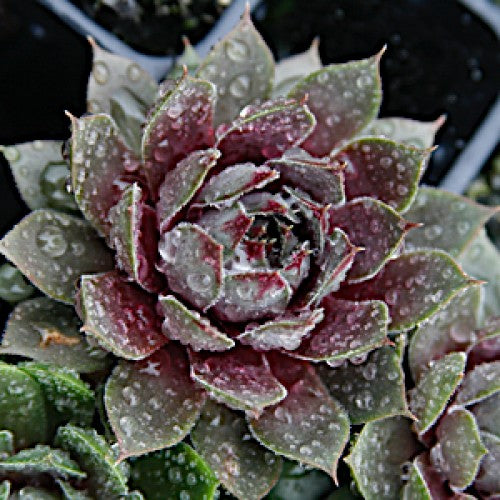 red rubin succulent Red Rubin Hens And Chicks | Sempervivum 'Red Rubin' | Pink | Zone 2-9 | Full Sun