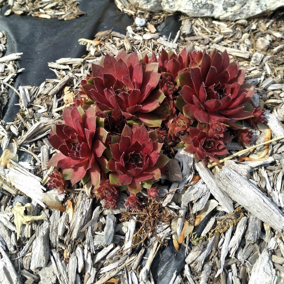 Sempervivum 'Red Rubin', Hens & Chicks Plants