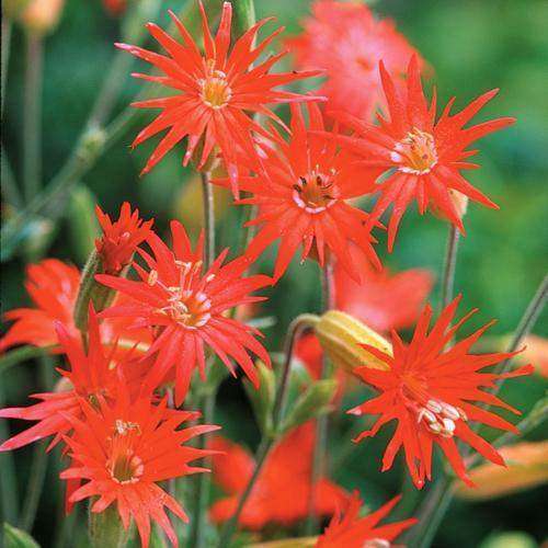 Silene lacinata 'Jack Flash' Plant - Streambank Gardens
