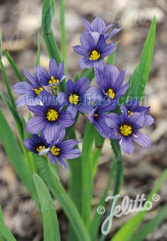 Sisyrinchium 'Moody Blues' (Blue-eyed grass)