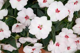 SunPatiens® 'Vigorous Sweetheart White' Plants