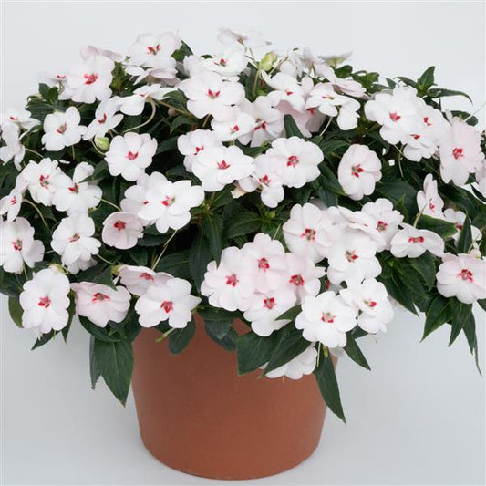 SunPatiens® 'Vigorous Sweetheart White' Plants