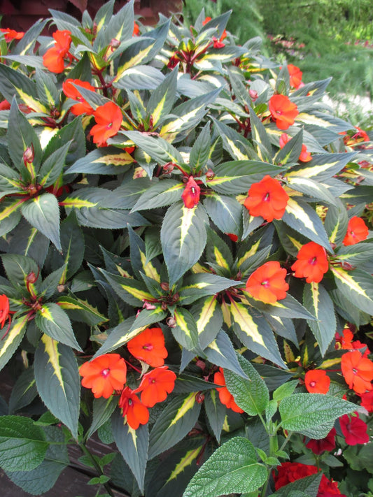 SunPatiens® 'Vigorous Tropical Orange' Plants