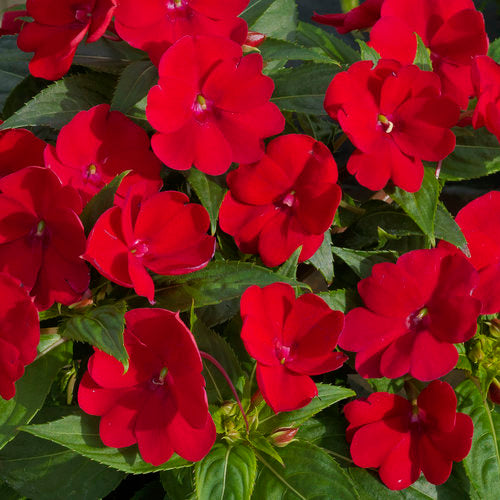 SunPatiens® 'Compact Fire Red' Plants