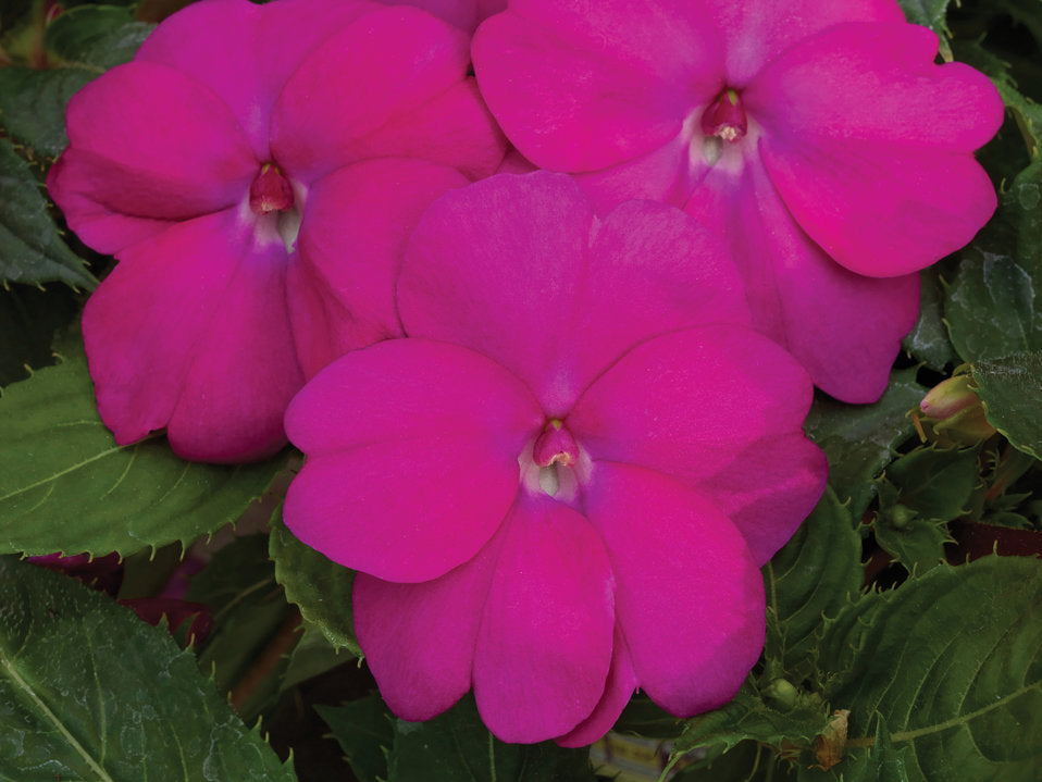 SunPatiens® 'Compact Hot Pink' Plants