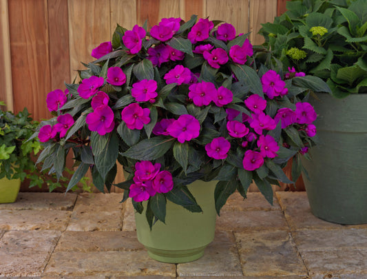 SunPatiens® 'Compact Purple' Plants